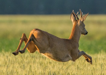 Gefahr von Wildunfällen steigt im Herbst: Richtig reagieren und sicher ankommen